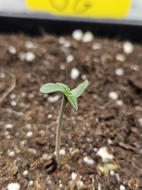 #SSSC Tester Banana OG. Week 0