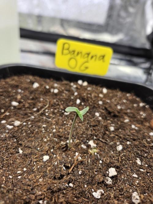 #SSSC Tester Banana OG. Week 0
