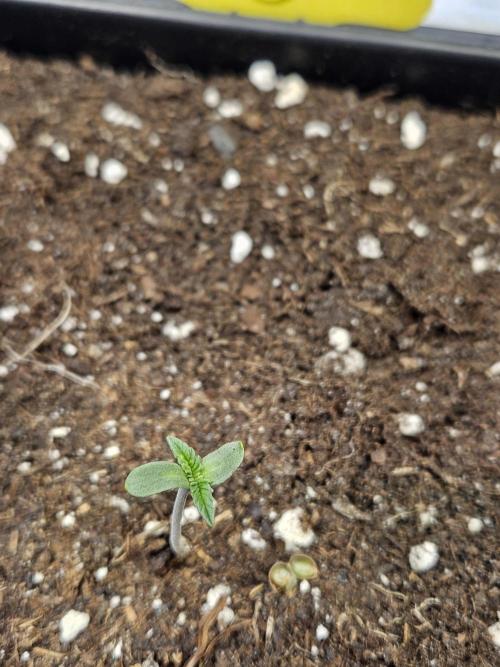 #SSSC Tester Banana OG. Week 0