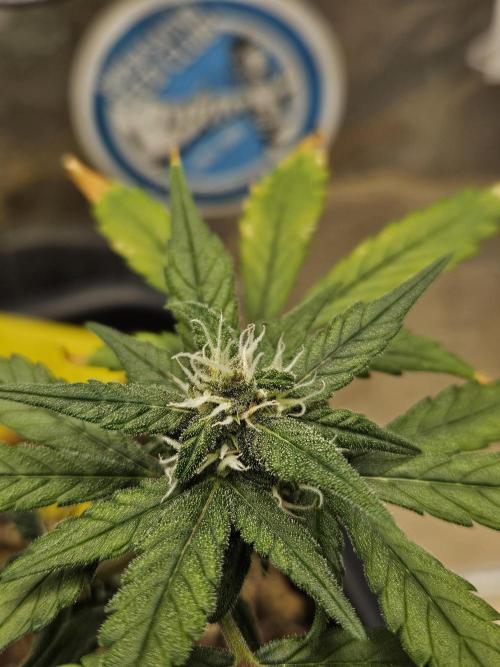 Fastberry Auto 2.. Week 5