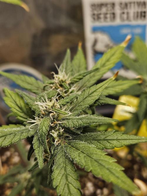Fastberry Auto 2.. Week 5