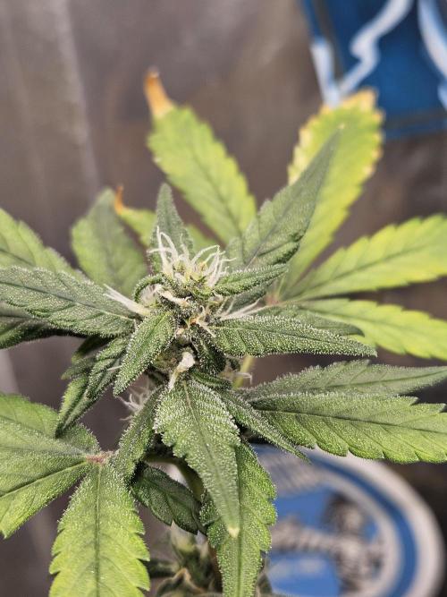 Fastberry Auto 2.. Week 5