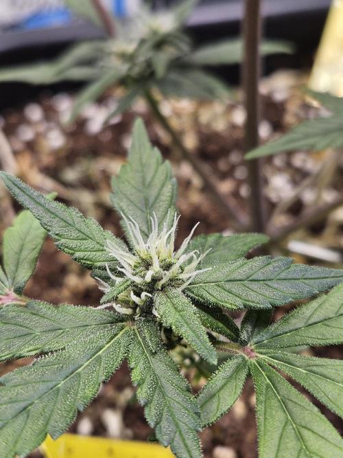Fastberry Auto 2.. Week 5