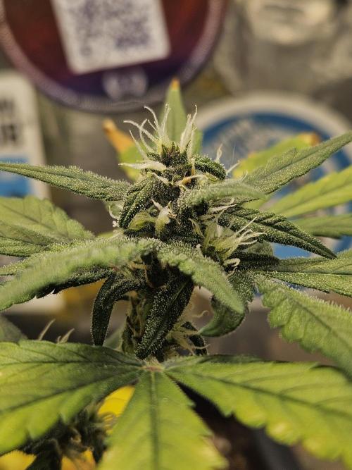 Fastberry Auto 2.. Week 5