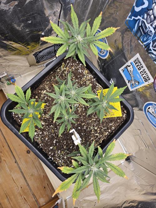 Fastberry Auto 2.. Week 5