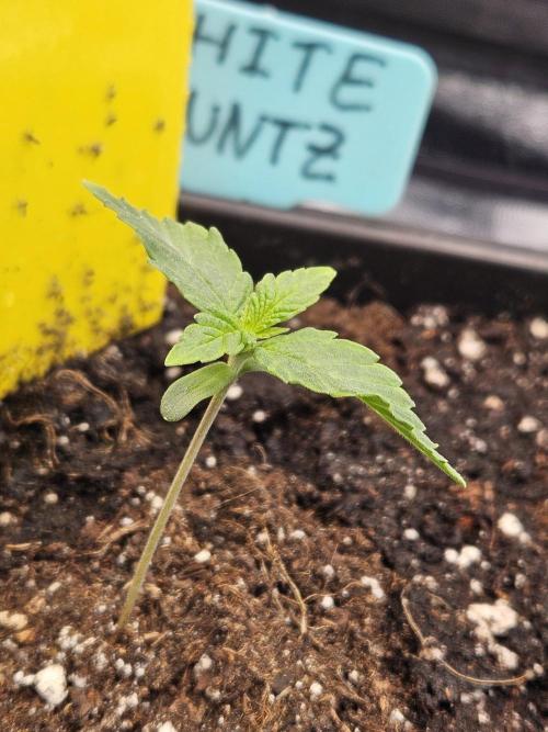White Runtz 2.. Week 1