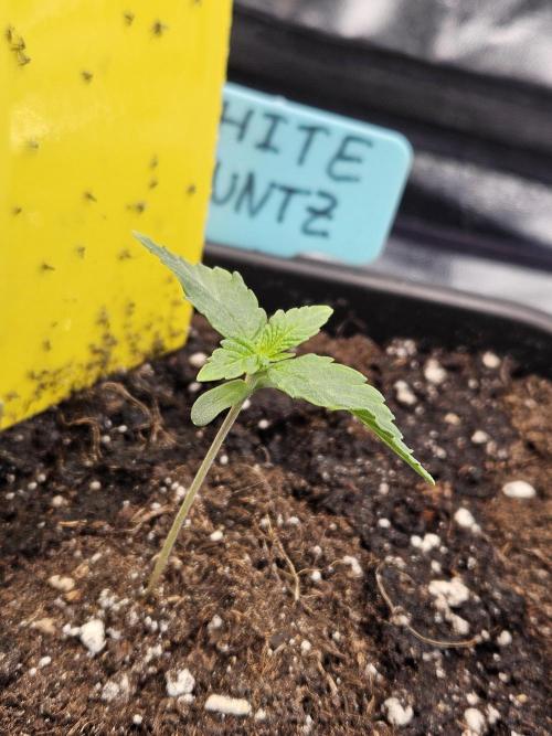 White Runtz 2.. Week 1