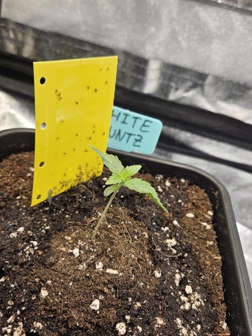 White Runtz 2.. Week 1