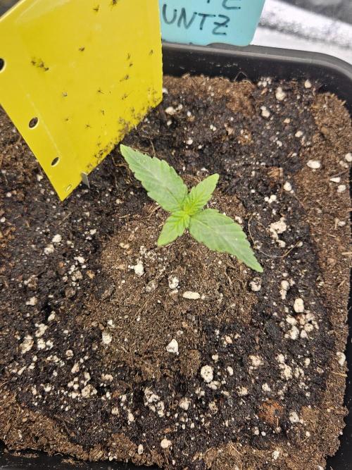 White Runtz 2.. Week 1