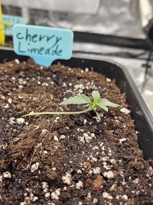 Cherry Limeade 3.. Week 1