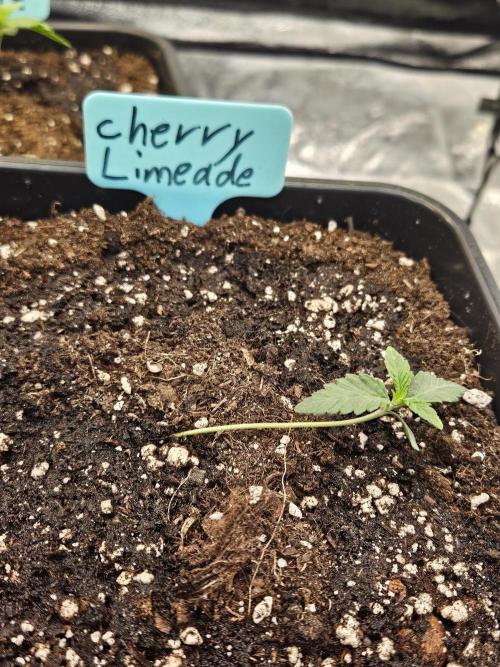 Cherry Limeade 3.. Week 1