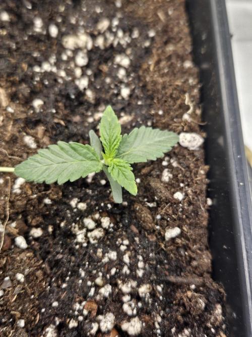 Cherry Limeade 3.. Week 1