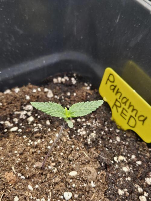 Panama Red Landrace. Week 1