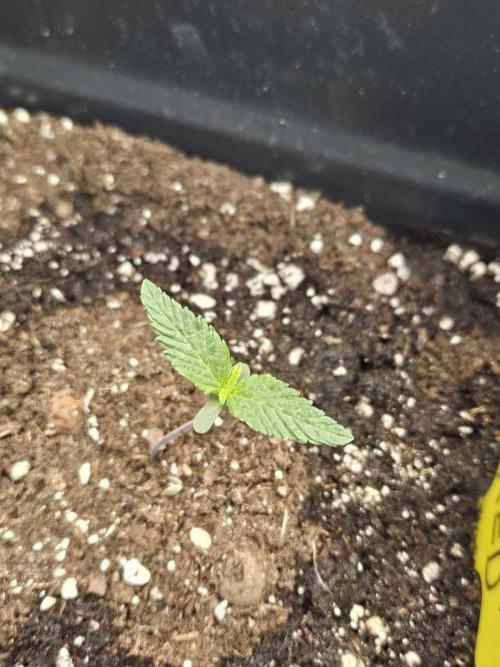 Panama Red Landrace. Week 1