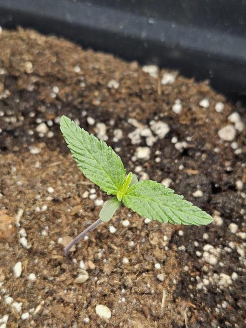 Panama Red Landrace. Week 1