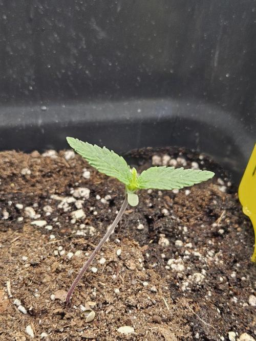 Panama Red. Week 1