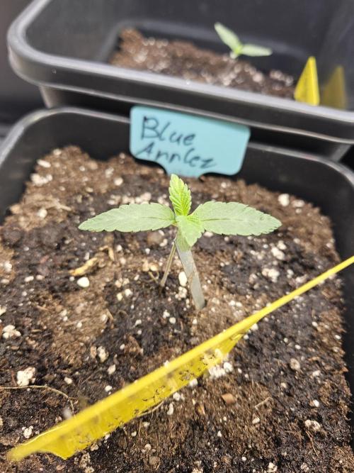 #SSSC Tester Blue Applez 2.. Week 1