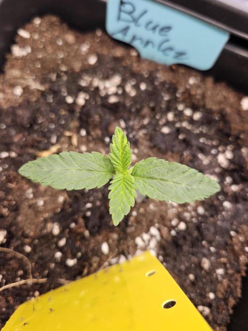 #SSSC Tester Blue Applez 2.. Week 1