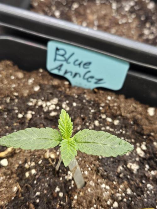 #SSSC Tester Blue Applez 2.. Week 1