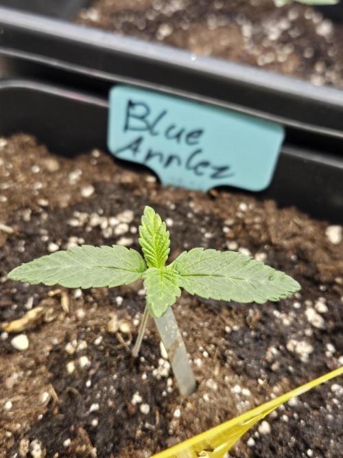 #SSSC Tester Blue Applez 2.. Week 1
