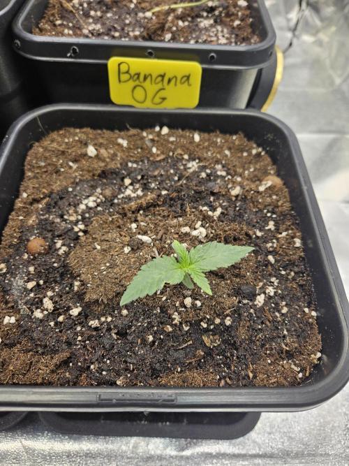 #SSSC Tester Banana OG. Week 1