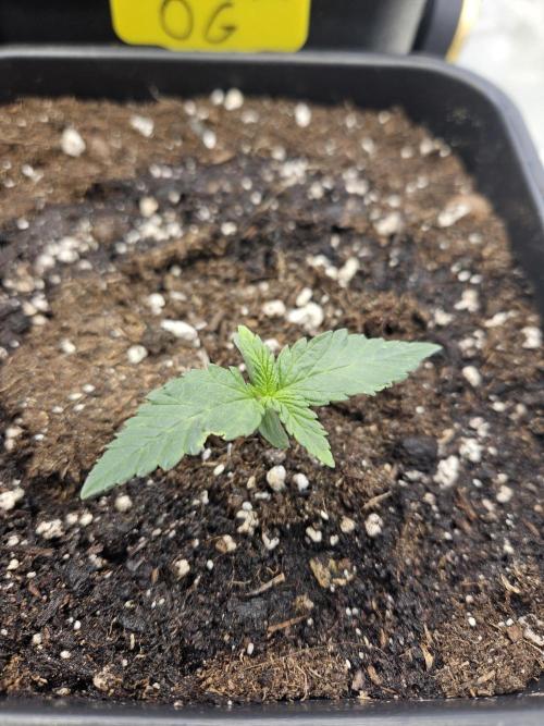 #SSSC Tester Banana OG. Week 1