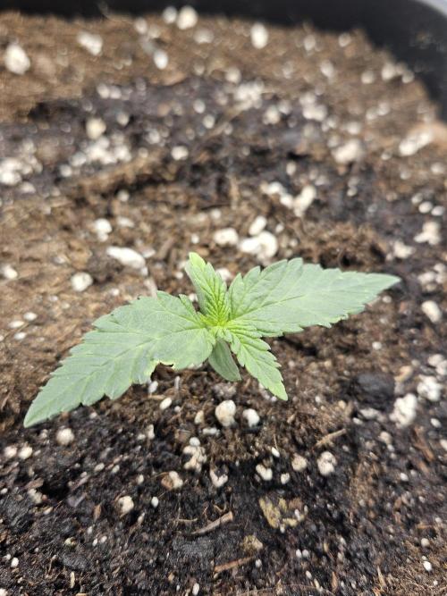 #SSSC Tester Banana OG. Week 1