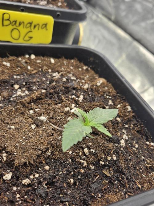 #SSSC Tester Banana OG. Week 1