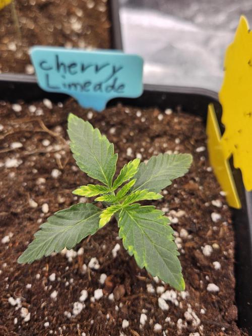 Inside_growlab