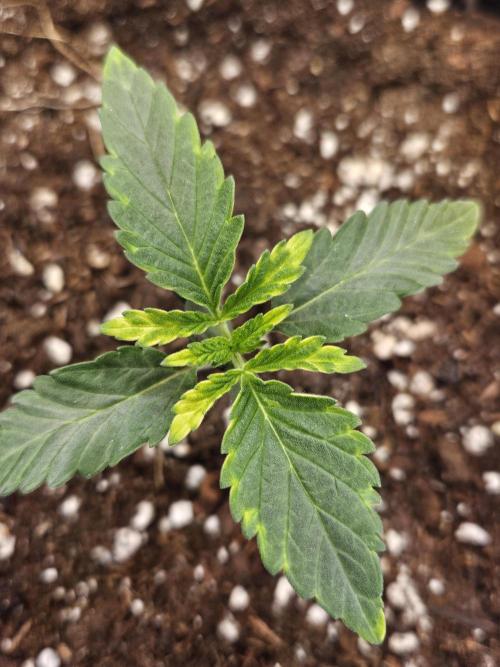 Inside_growlab