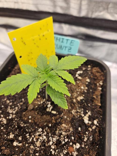 White Runtz 2.. Week 2
