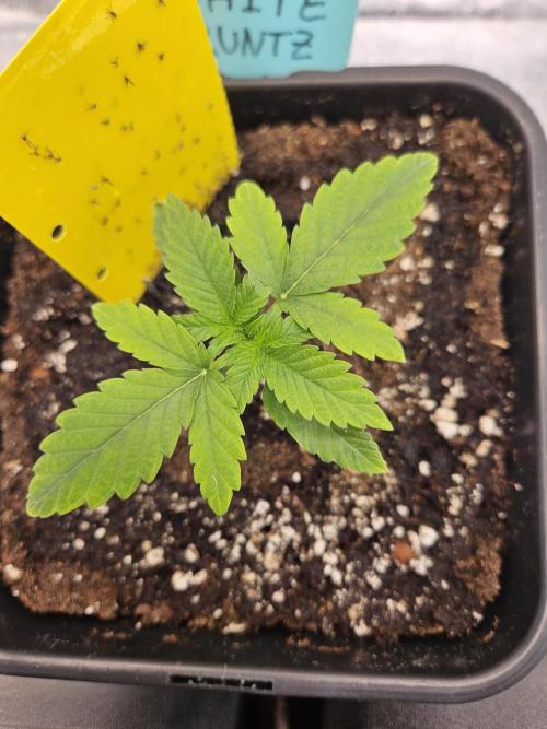 White Runtz 2.. Week 2