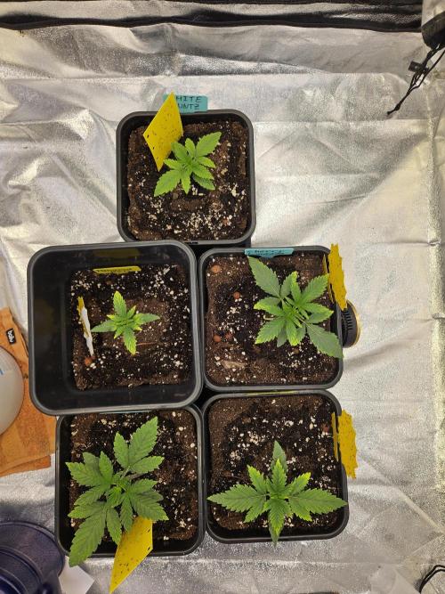 White Runtz 2.. Week 2