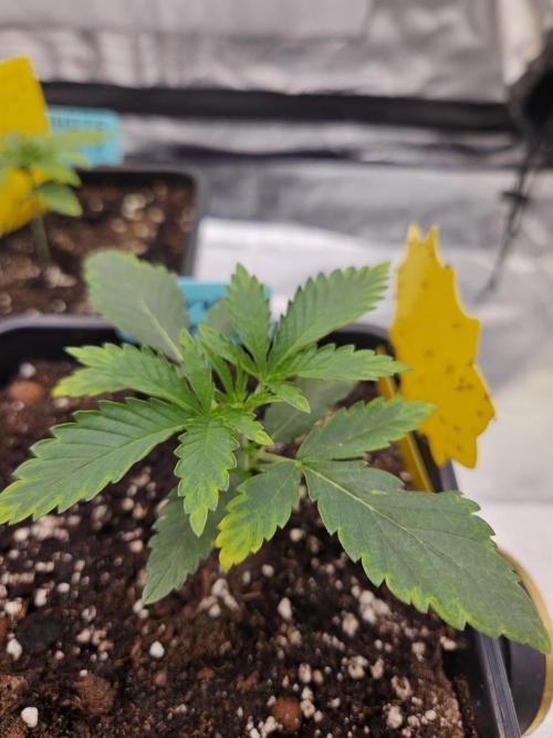 Cherry Limeade 3.. Week 2