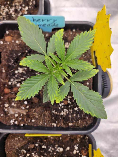 Cherry Limeade 3.. Week 2