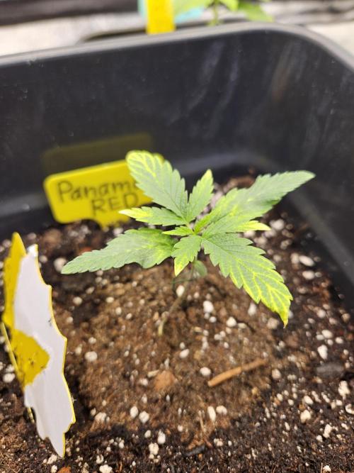 Panama Red Landrace. Week 2