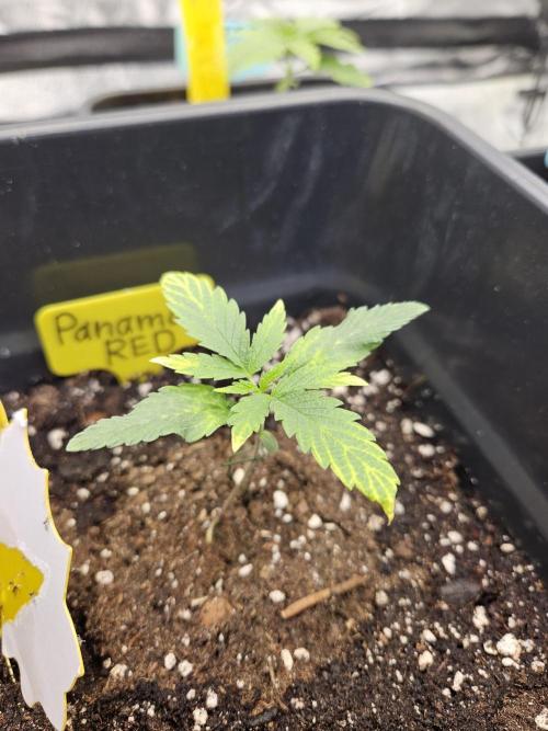 Panama Red Landrace. Week 2
