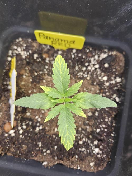 Panama Red Landrace. Week 2