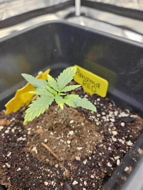 Panama Red Landrace. Week 2