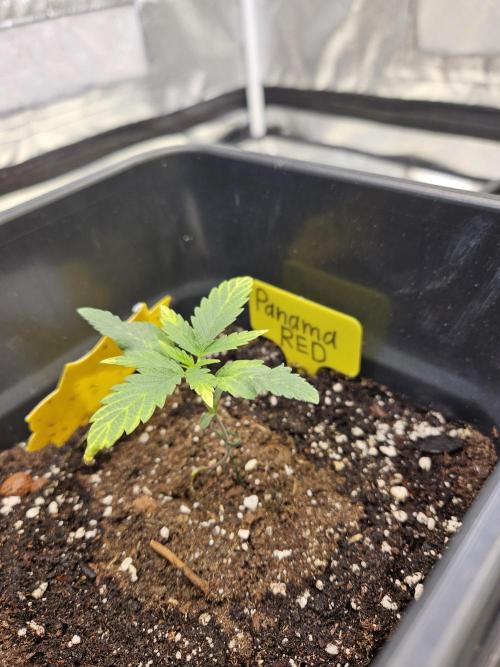 Panama Red Landrace. Week 2
