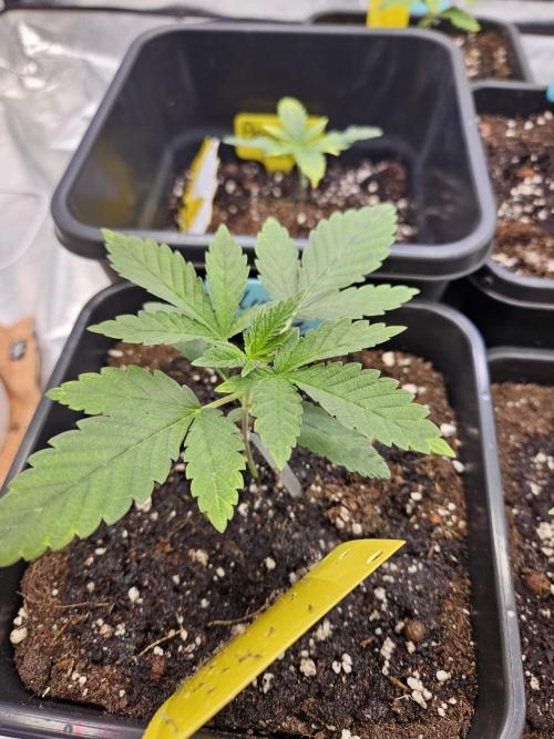 #SSSC Tester Blue Applez 2.. Week 2