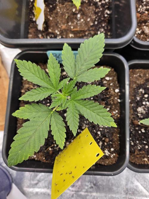 #SSSC Tester Blue Applez 2.. Week 2