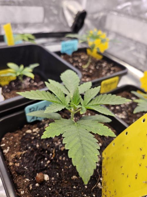 #SSSC Tester Blue Applez 2.. Week 2