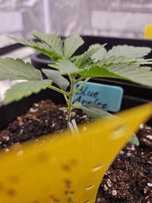 #SSSC Tester Blue Applez 2.. Week 2