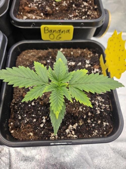 #SSSC Tester Banana OG. Week 2