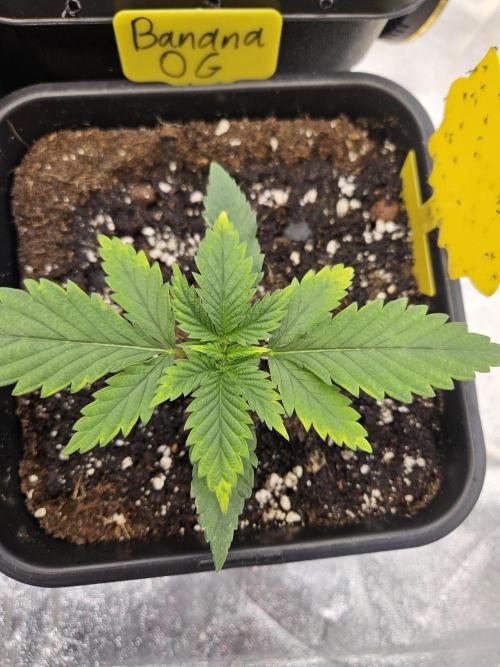 #SSSC Tester Banana OG. Week 2