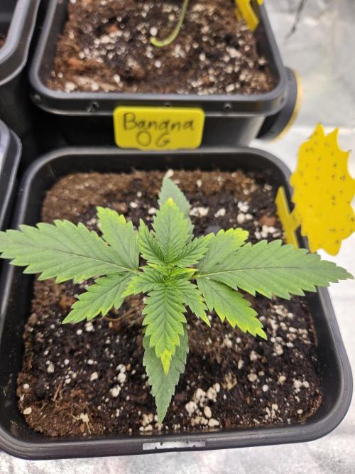 #SSSC Tester Banana OG. Week 2