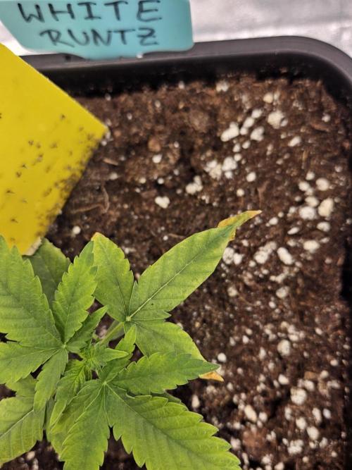 Inside_growlab