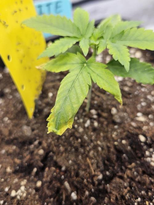 Inside_growlab
