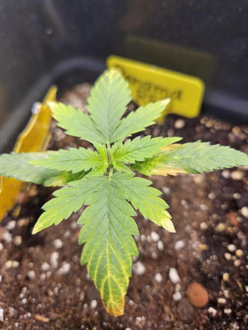 Inside_growlab